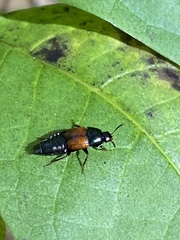 Tachinus fimbriatus