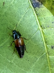 Tachinus fimbriatus