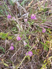 Polygala mariana