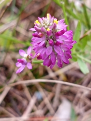 Polygala mariana