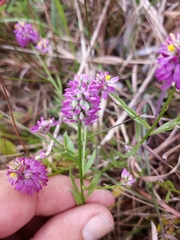 Polygala mariana