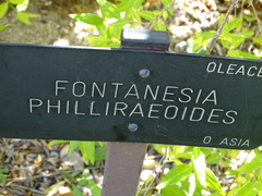 Fontanesia phillyreoides