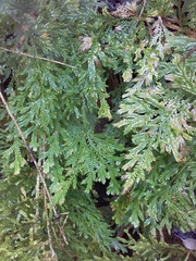 Selaginella lepidophylla