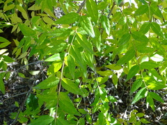 Fontanesia phillyreoides
