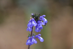 Salvia prunelloides