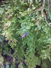 Selaginella lepidophylla