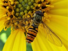 Episyrphus balteatus