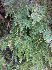 Selaginella lepidophylla