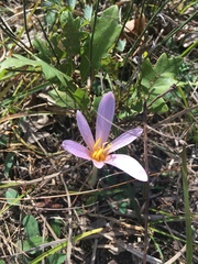 Colchicum soboliferum