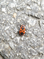 Pyrrhocoris apterus