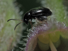 Longitarsus anchusae