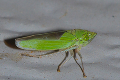 Draeculacephala inscripta