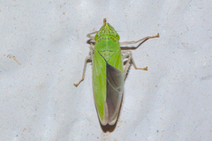 Draeculacephala inscripta