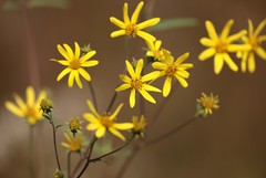 Helianthus schweinitzii