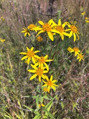 Helianthus schweinitzii