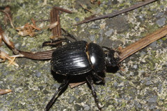 Dichotomius colonicus