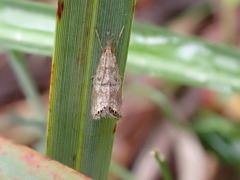 Glaucocharis dilatella