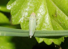 Xyphon reticulatum