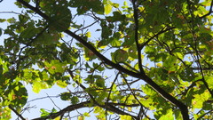 Chrysopelea