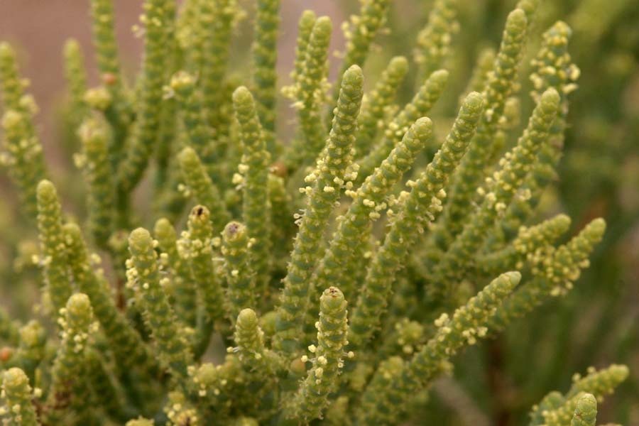 Allenrolfea occidentalis