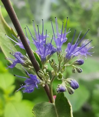 Caryopteris × clandonensis
