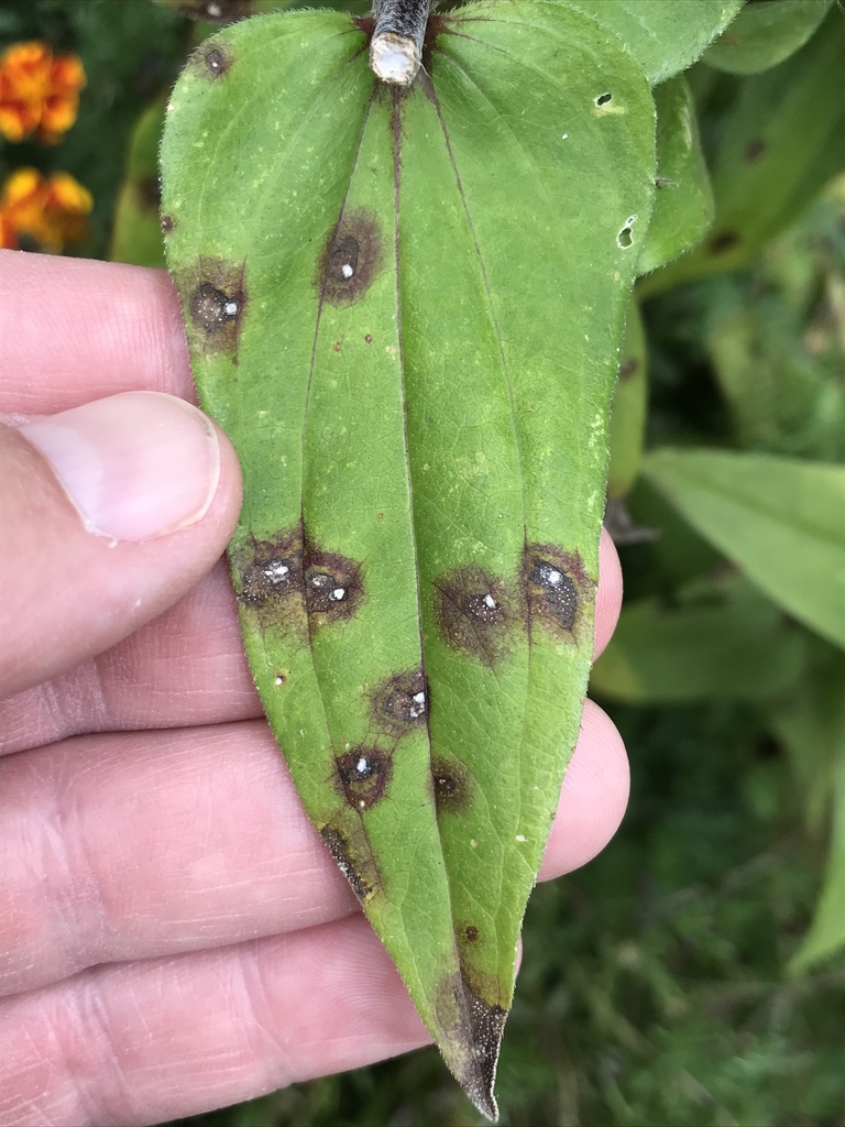 Alternaria zinniae
