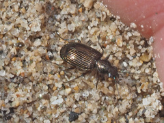 Bembidion punctulatum