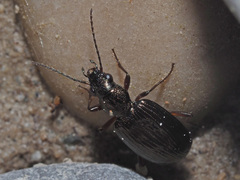 Bembidion punctulatum