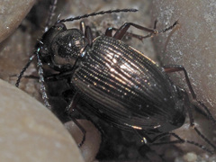 Bembidion punctulatum