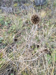 Echinops latifolius