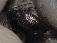 Bembidion punctulatum