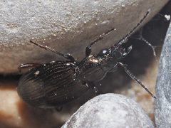 Bembidion punctulatum