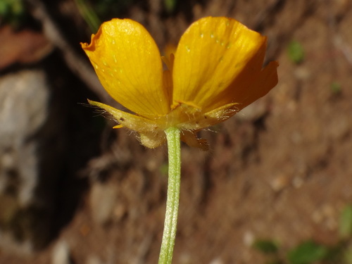 Image of Ranunculus tuberosus by (c) Christian Berg, some rights reserved (CC BY)