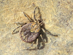 Amblyomma marmoreum