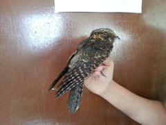 Antrostomus arizonae