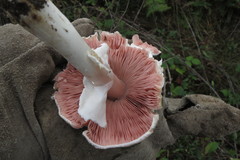 Agaricus xanthodermus