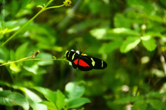 Heliconius ricini