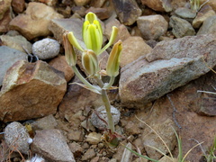 Albuca longipes