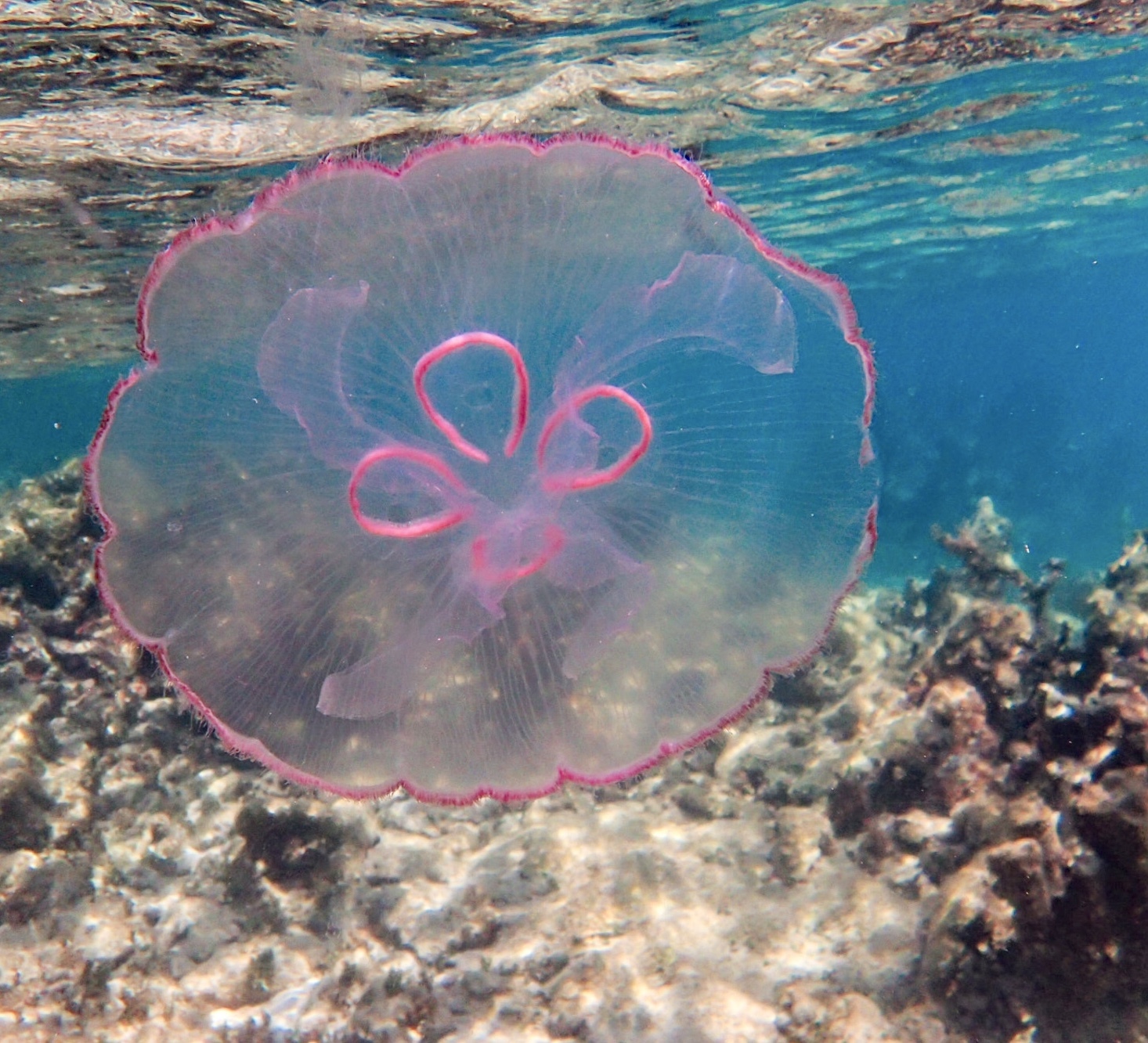 Southern Moon Jelly (Aurelia marginalis) · iNaturalist