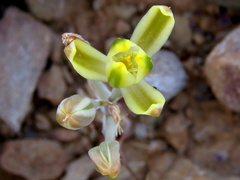 Albuca longipes