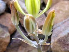 Albuca longipes