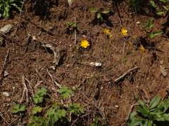 Ranunculus tuberosus