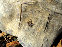 Amblyomma marmoreum