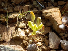 Albuca longipes