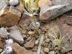 Albuca longipes