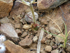 Albuca longipes