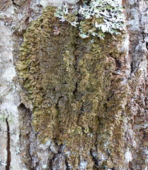 Melanelixia glabratula