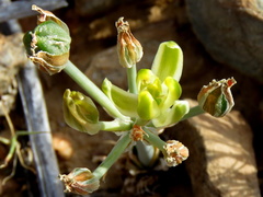 Albuca longipes