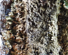 Melanelixia glabratula