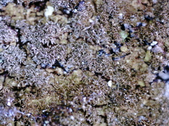 Melanelixia glabratula